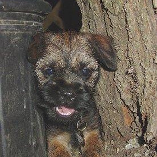 Dog Avatar Ihxw