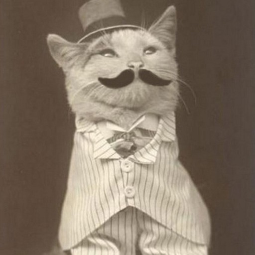Cat Avatar 8l7f