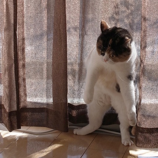 Avatar photo