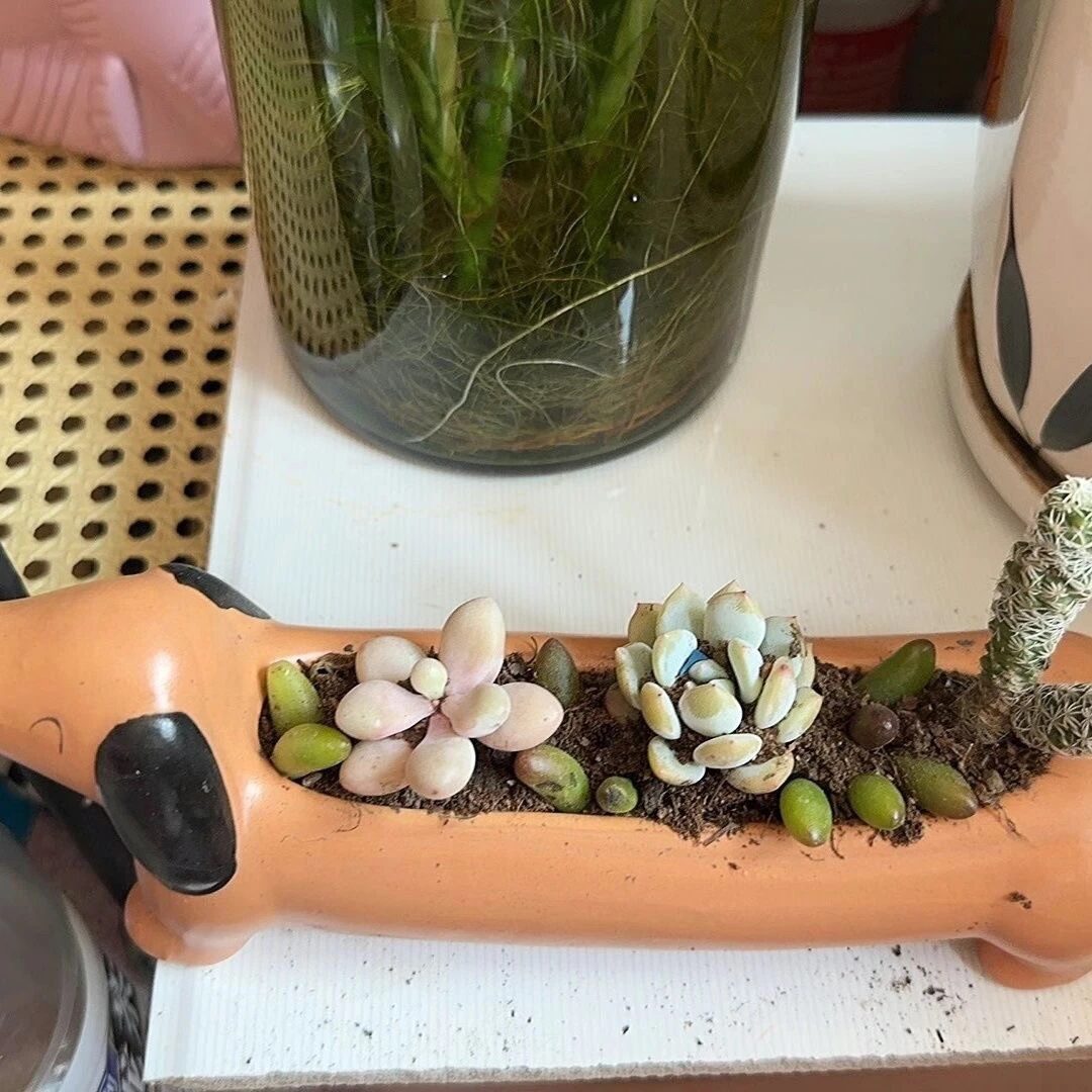 adorable dachshund dog succulent planter | cute animal pot decor