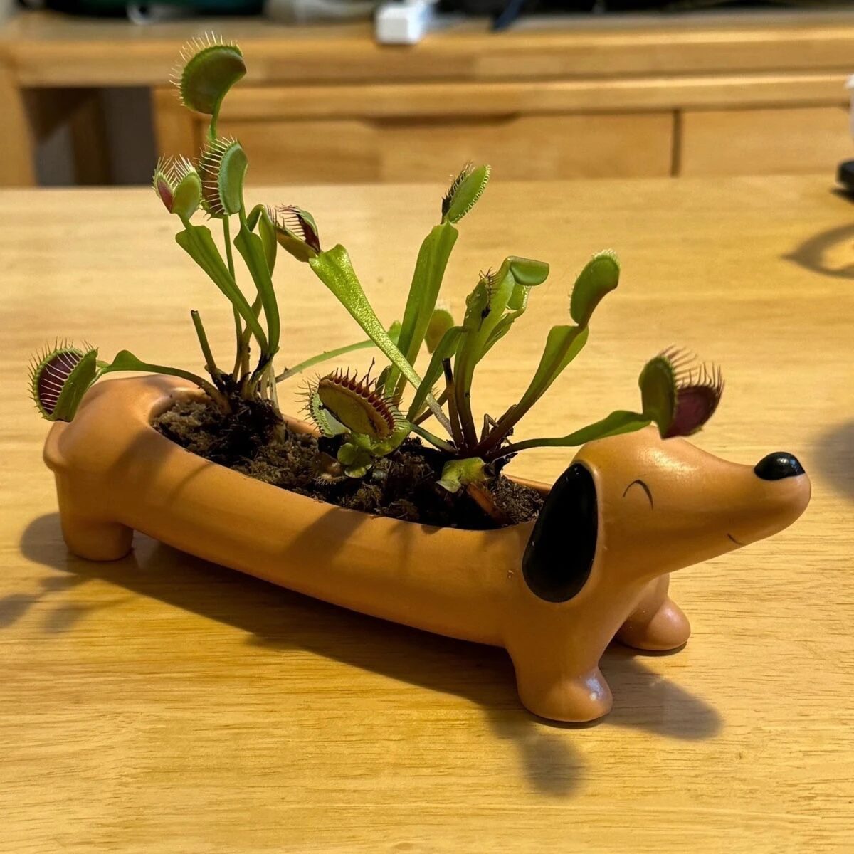 adorable dachshund dog succulent planter | cute animal pot decor