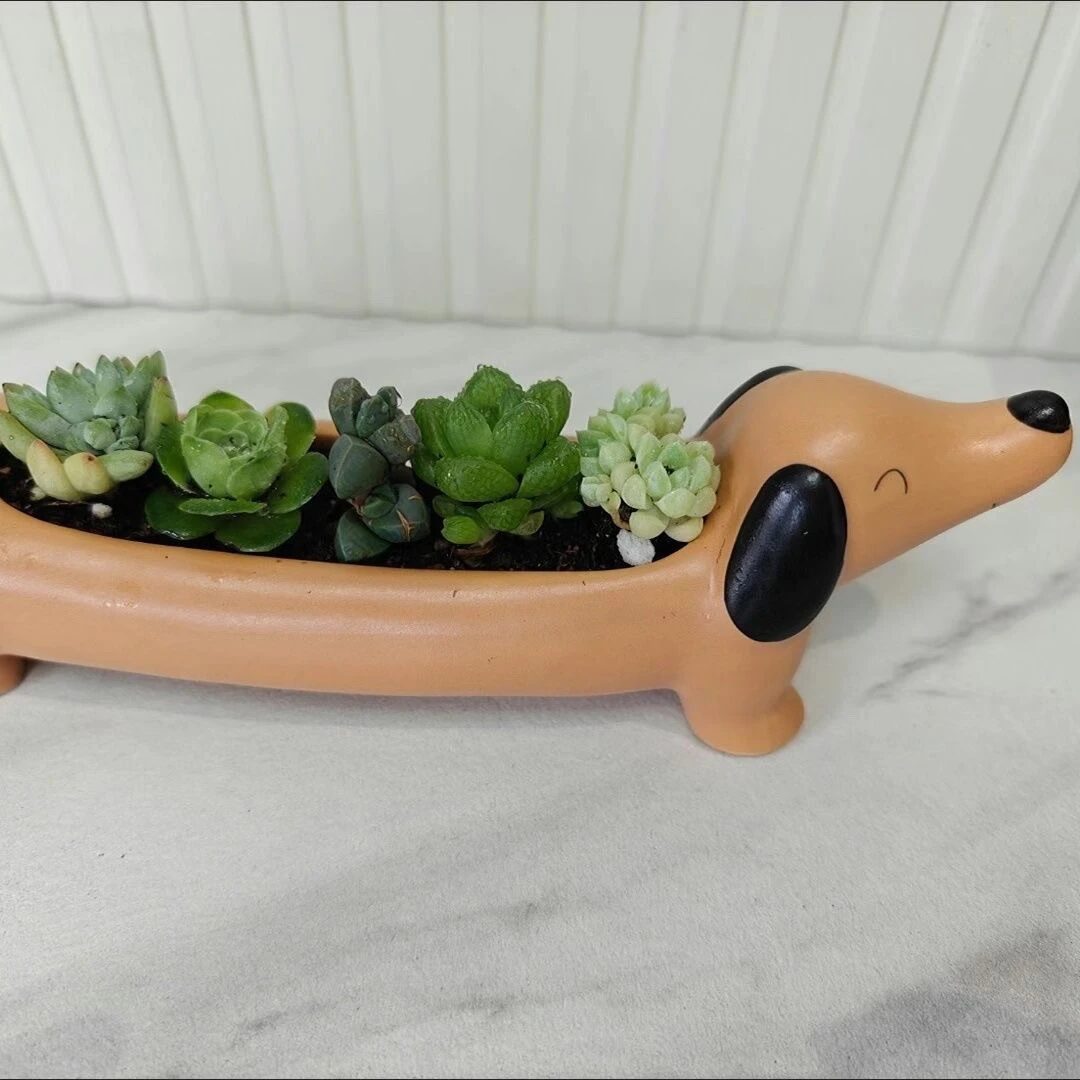 adorable dachshund dog succulent planter | cute animal pot decor