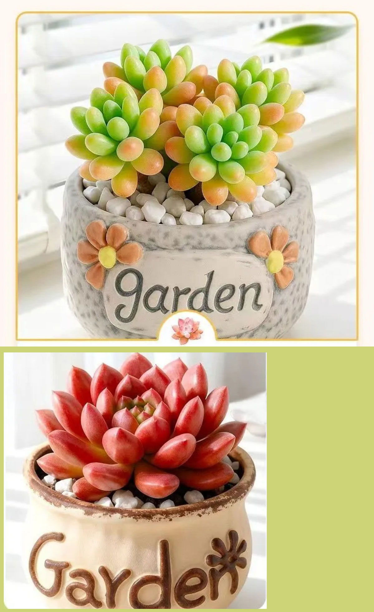 easy care succulent plants in decorative ceramic pots for indoor decor