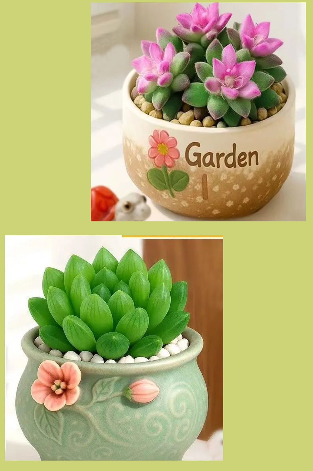 easy care succulent plants in decorative ceramic pots for indoor decor