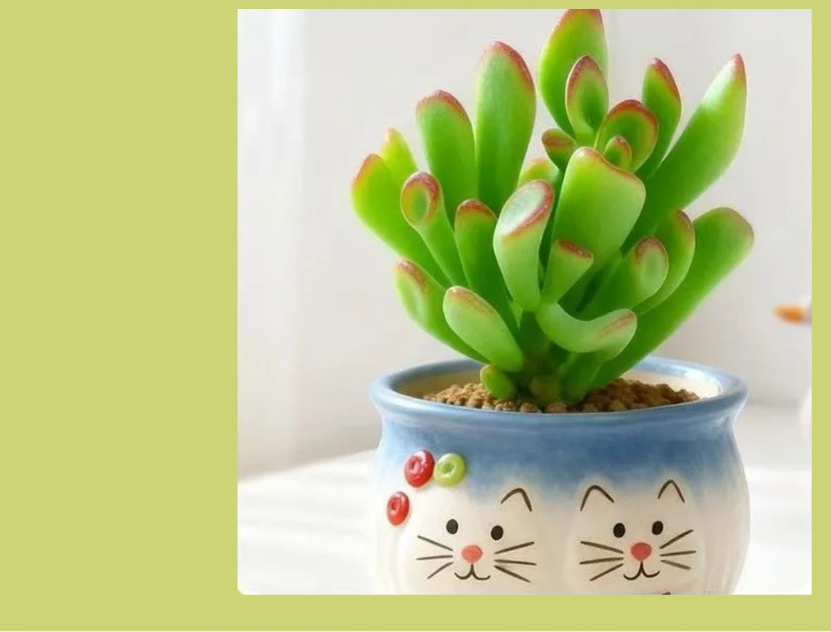 easy care succulent plants in decorative ceramic pots for indoor decor