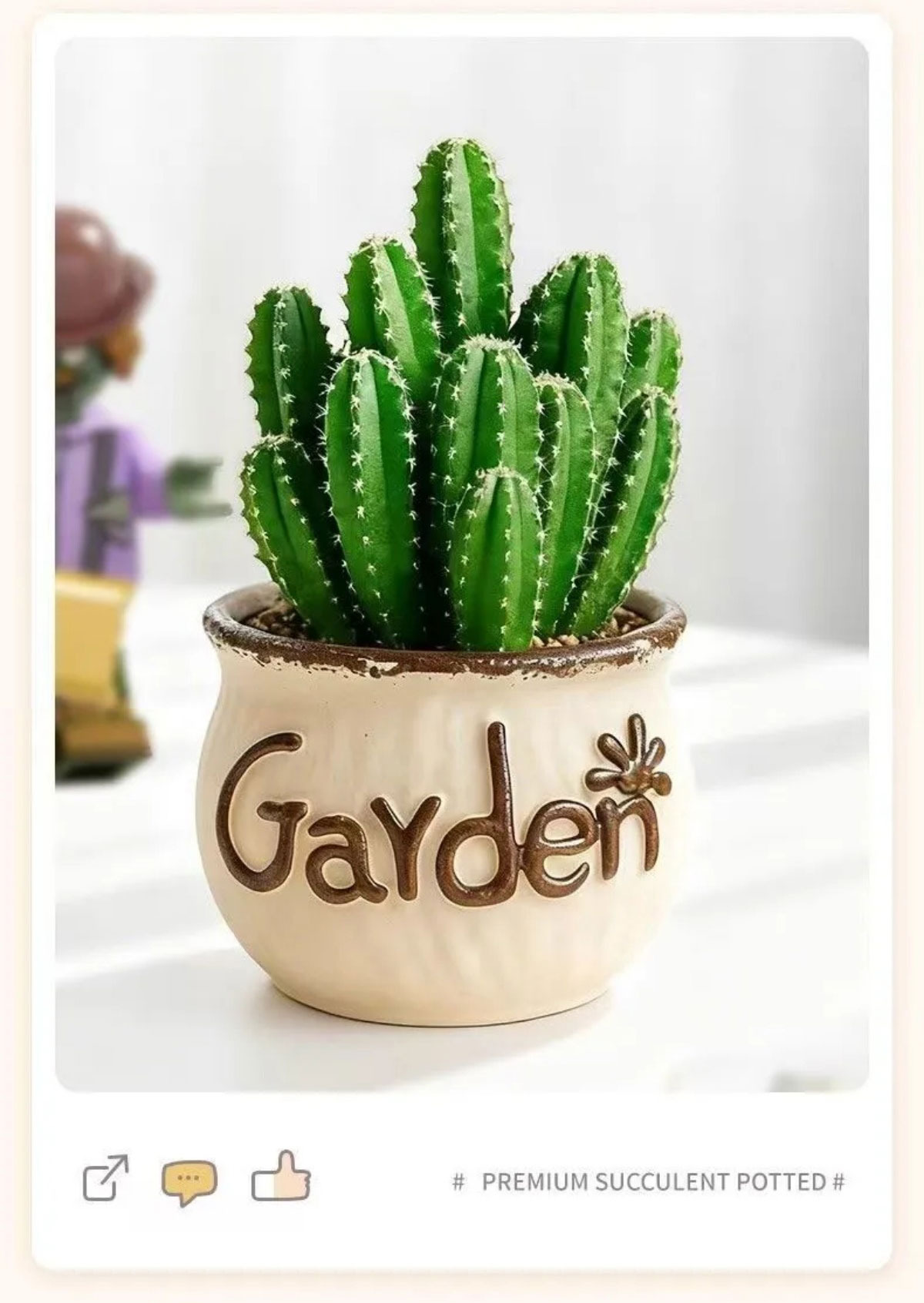 easy care succulent plants in decorative ceramic pots for indoor decor