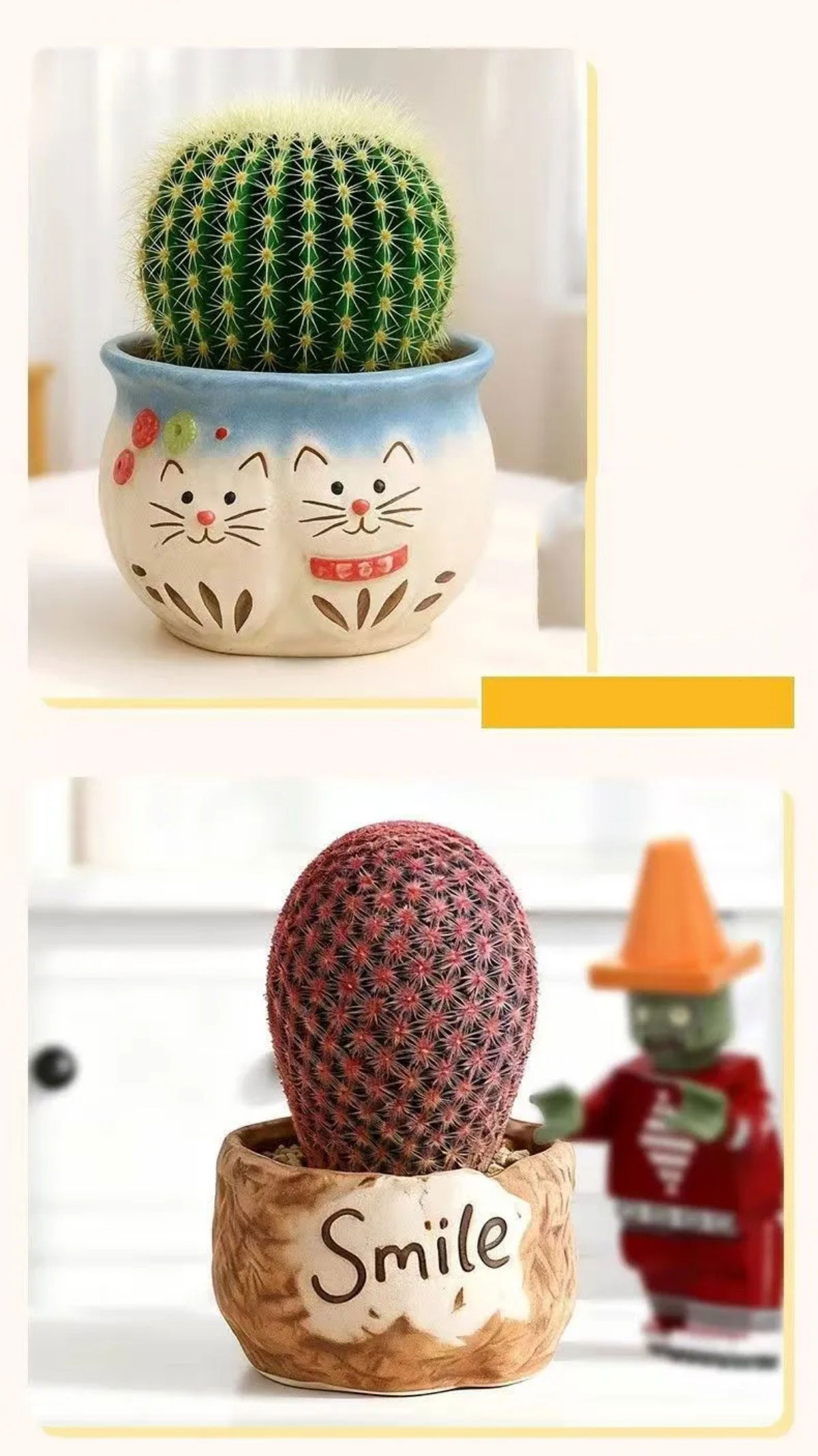 easy care succulent plants in decorative ceramic pots for indoor decor