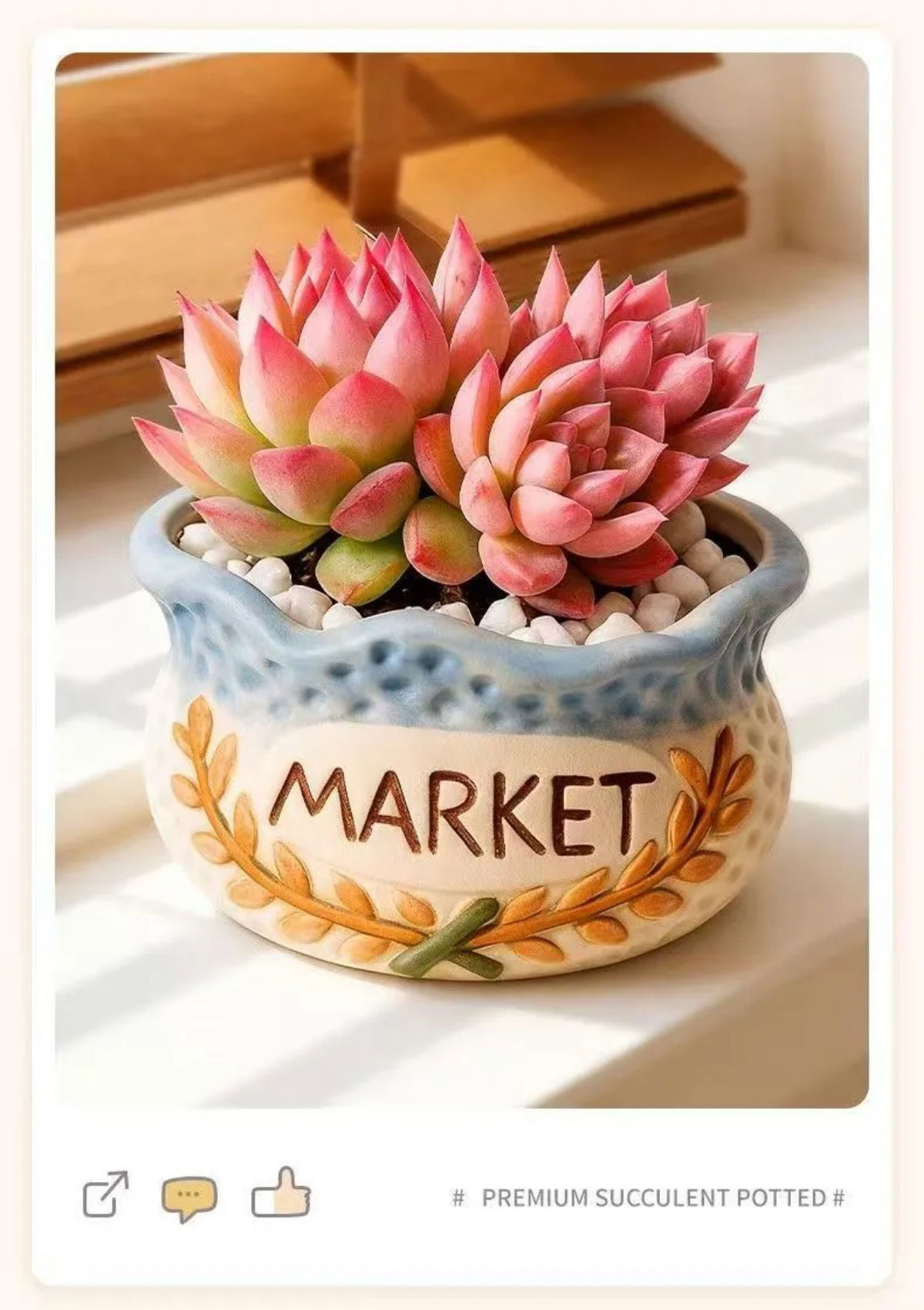easy care succulent plants in decorative ceramic pots for indoor decor