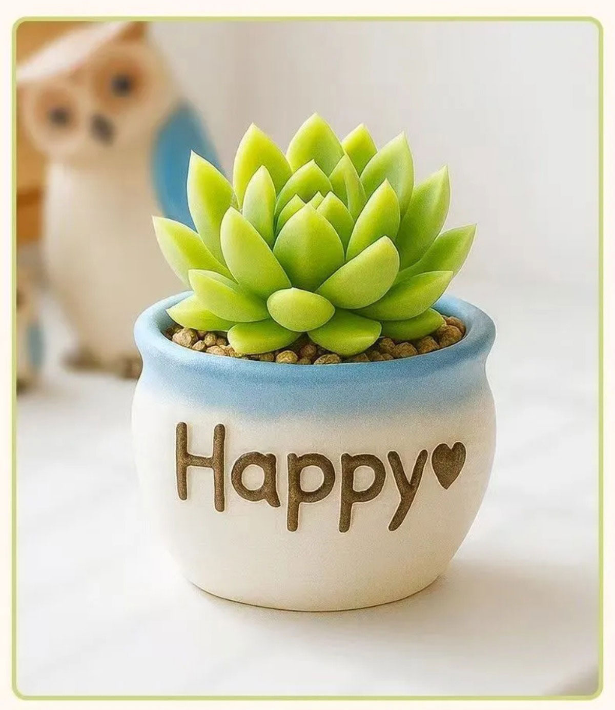 easy care succulent plants in decorative ceramic pots for indoor decor