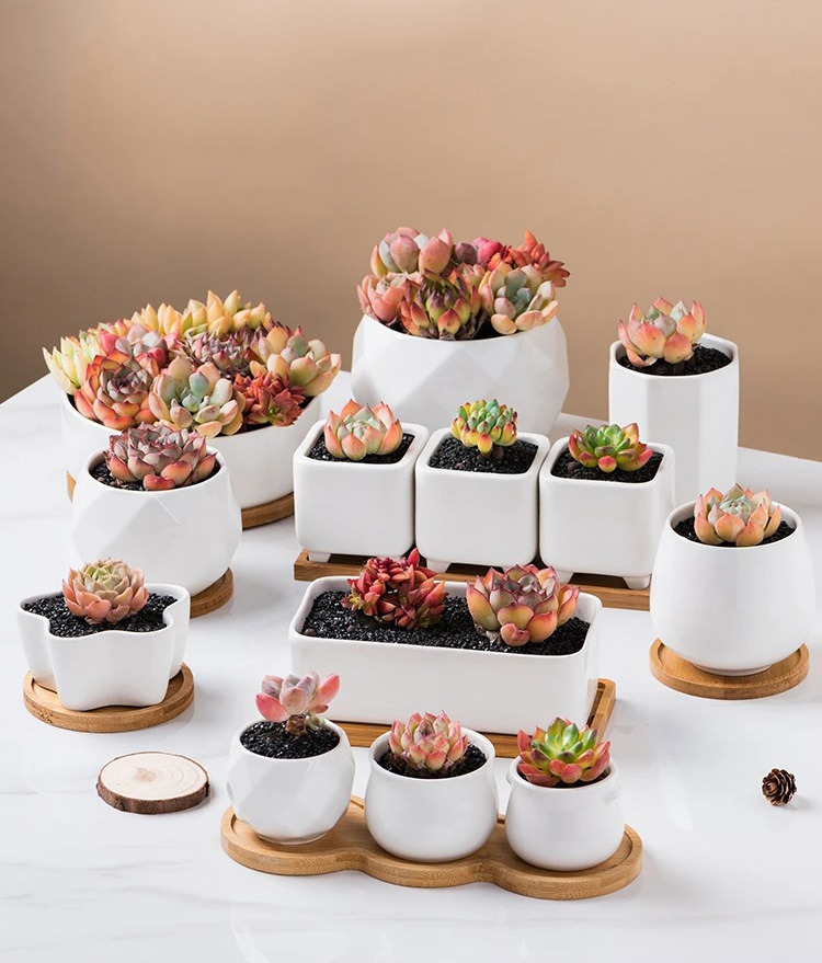 modern white ceramic succulent planters with bamboo tray nordic style