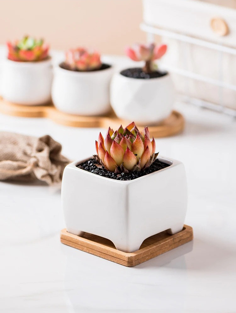 modern white ceramic succulent planters with bamboo tray nordic style