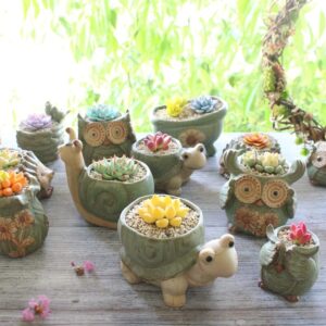 cute animal ceramic succulent planters: vintage owl & turtle pots