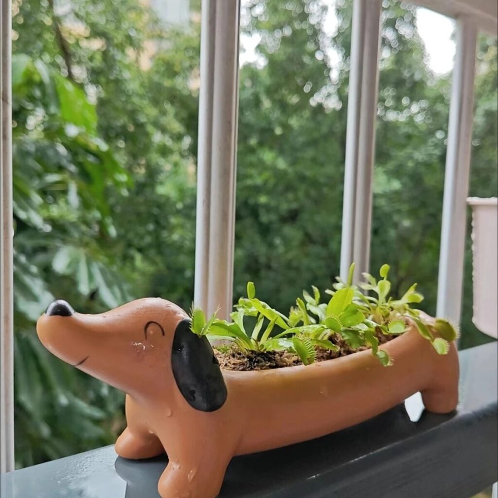 Dachshund Dog Succulent Planter Cute Animal Pot Decor