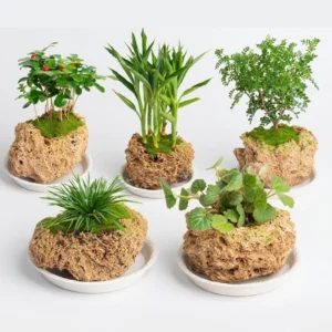 natural porous stone planter hand carved bonsai pot