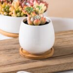 Modern White Ceramic Succulent Planters with Bamboo Tray