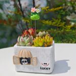 SKU Cute House Succulent Pot 05 150x150