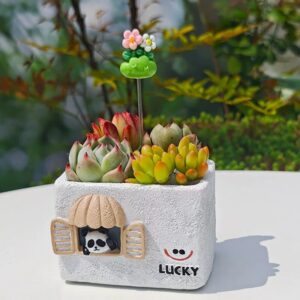 Lucky Panda Succulent Kit Frog