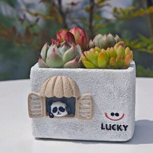 Lucky Panda Succulent Planter Kit