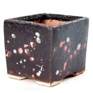 Wide Black Polka Dot