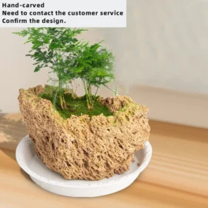S Fern Round