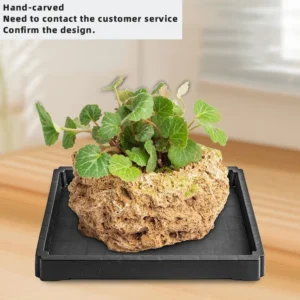 S Saxifraga Square