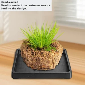 S Dwarf Acorus Square