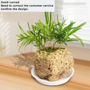 S Podocarpus Round