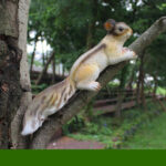SKU Realistic Squirrel Decor 05 150x150