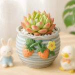 SKU Succulent Plant Pots 01 150x150