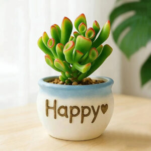 Sasa Queen Strawberry Pot