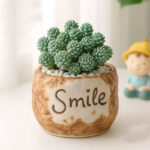 SKU Succulent Plant Pots 07 150x150