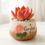 SKU Succulent Plant Pots 08 150x150
