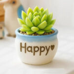 SKU Succulent Plant Pots 14 150x150