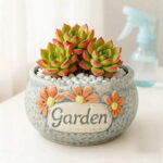 SKU Succulent Plant Pots 15 150x150
