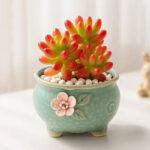 SKU Succulent Plant Pots 16 150x150