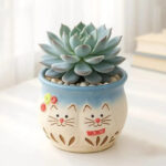 SKU Succulent Plant Pots 18 150x150