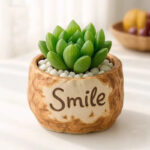 SKU Succulent Plant Pots 21 150x150