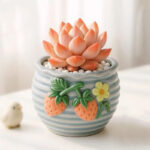 SKU Succulent Plant Pots 22 150x150