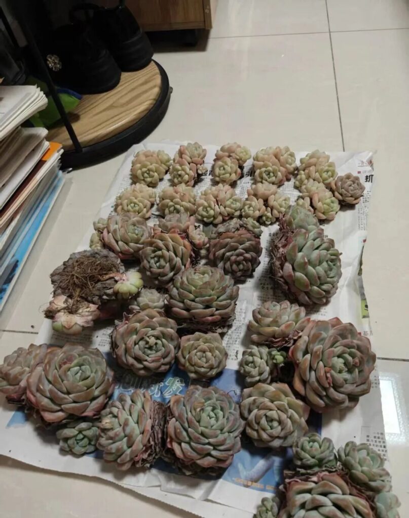 echeveria ice green succulent care: stop overwatering