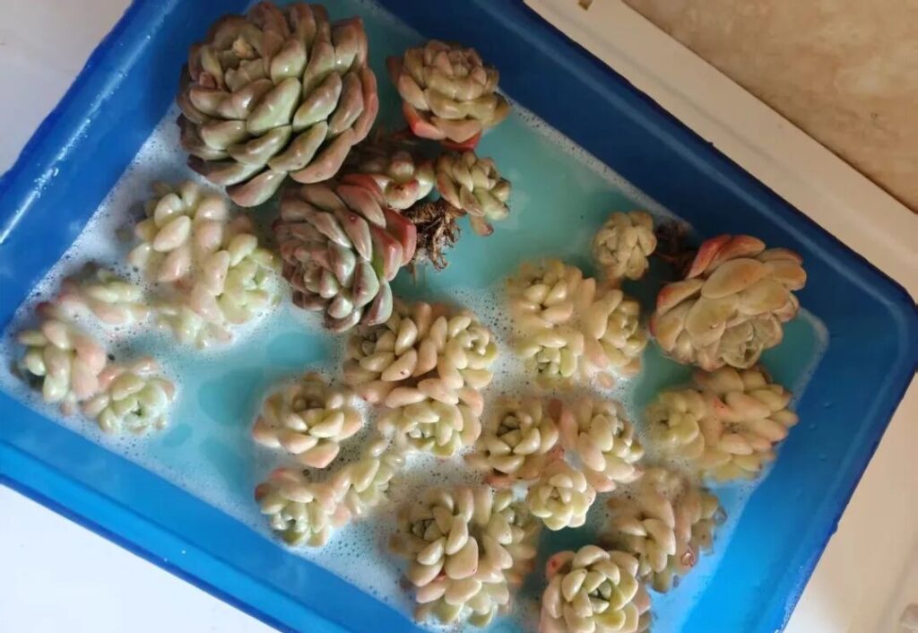 echeveria ice green succulent care: stop overwatering