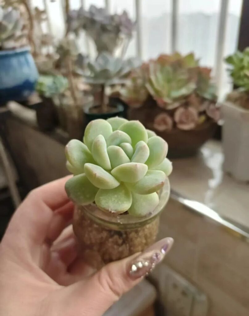 echeveria ice green succulent care: stop overwatering