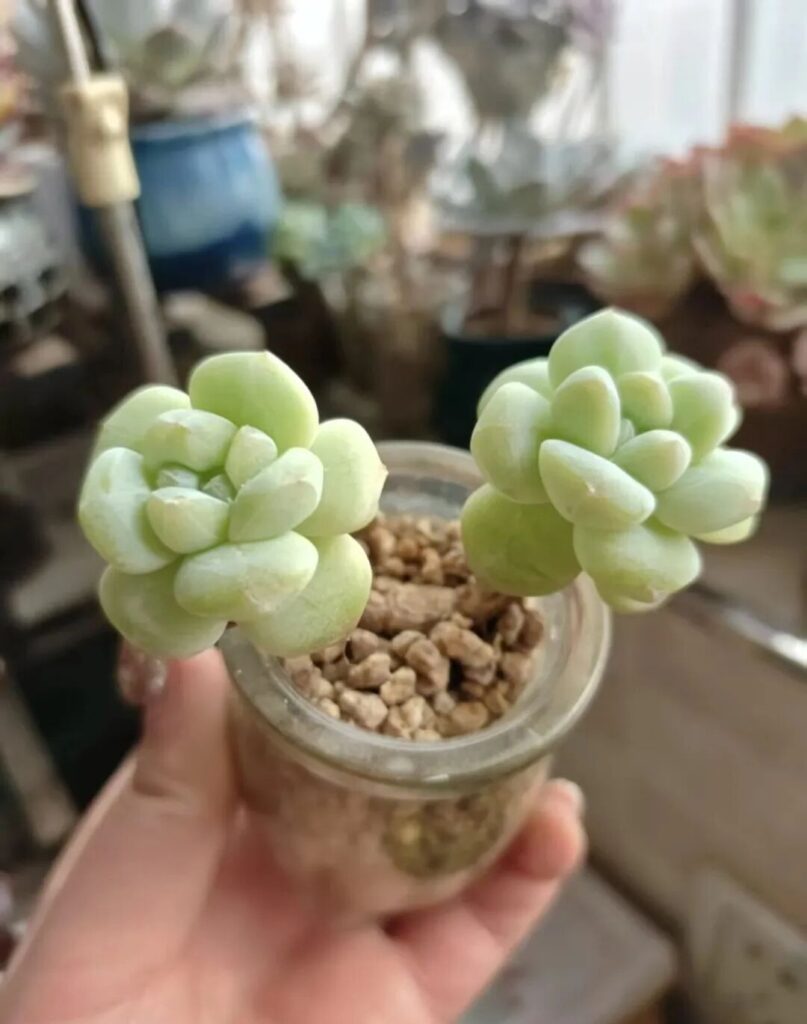 echeveria ice green succulent care: stop overwatering