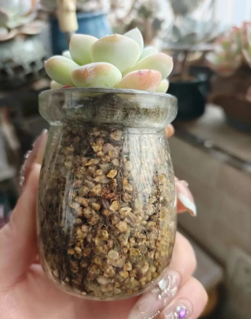 echeveria ice green succulent care: stop overwatering