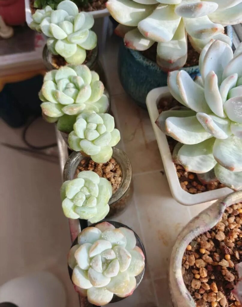 echeveria ice green succulent care: stop overwatering
