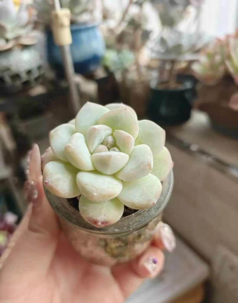 echeveria ice green succulent care: stop overwatering