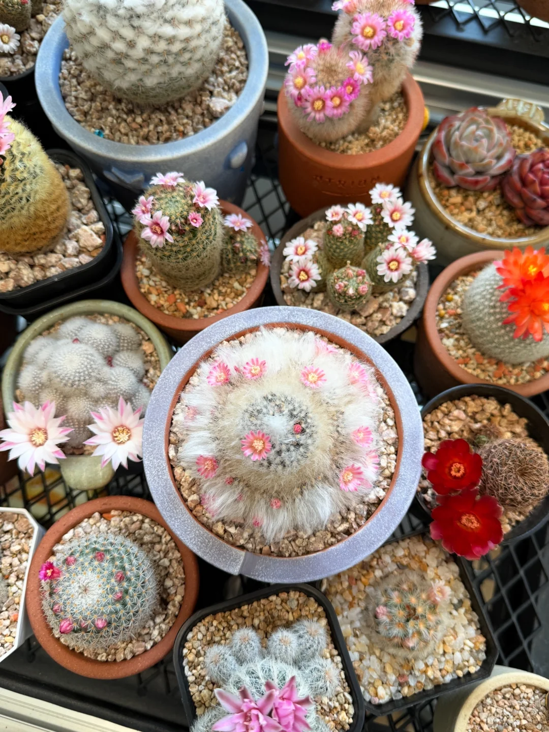 Main Blooming Cactus Balcony Display 02