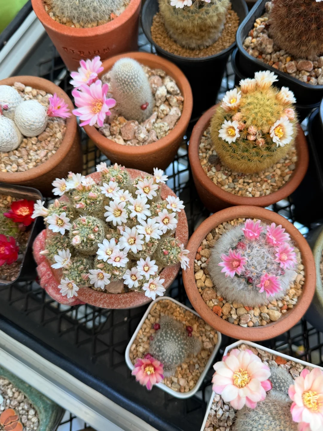 Main Blooming Cactus Balcony Display 03