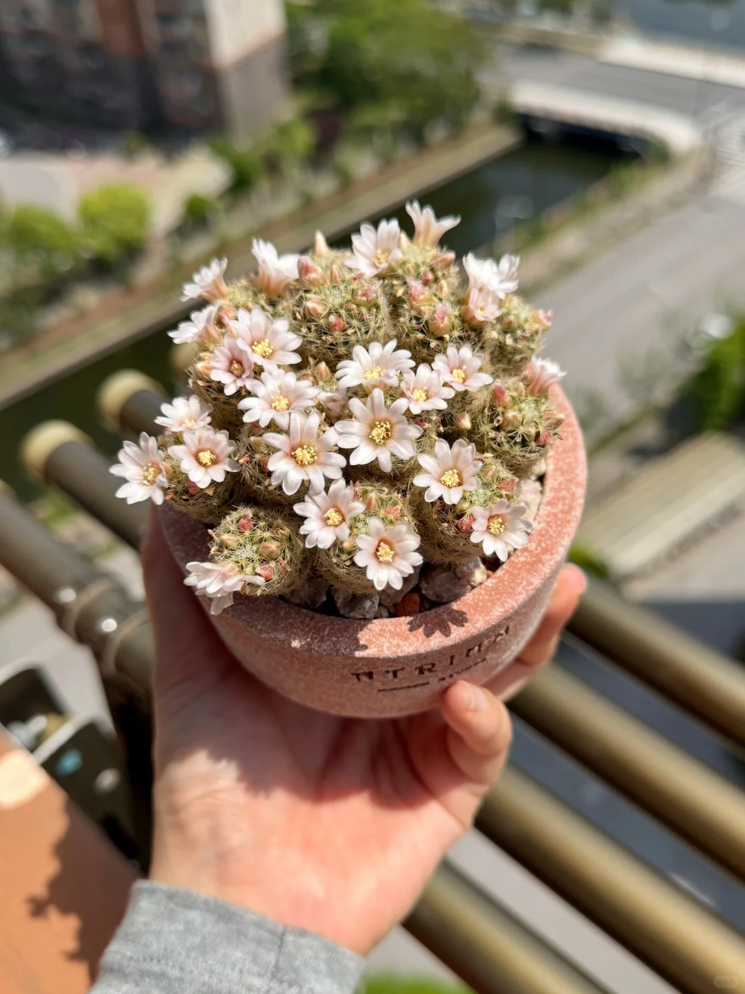 Main Blooming Cactus Balcony Display 04