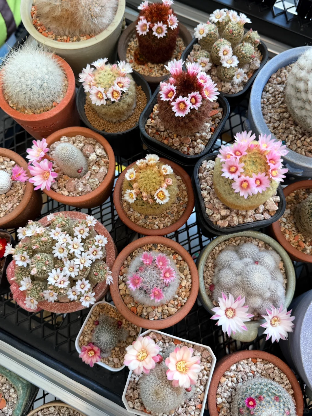 Main Blooming Cactus Balcony Display 05