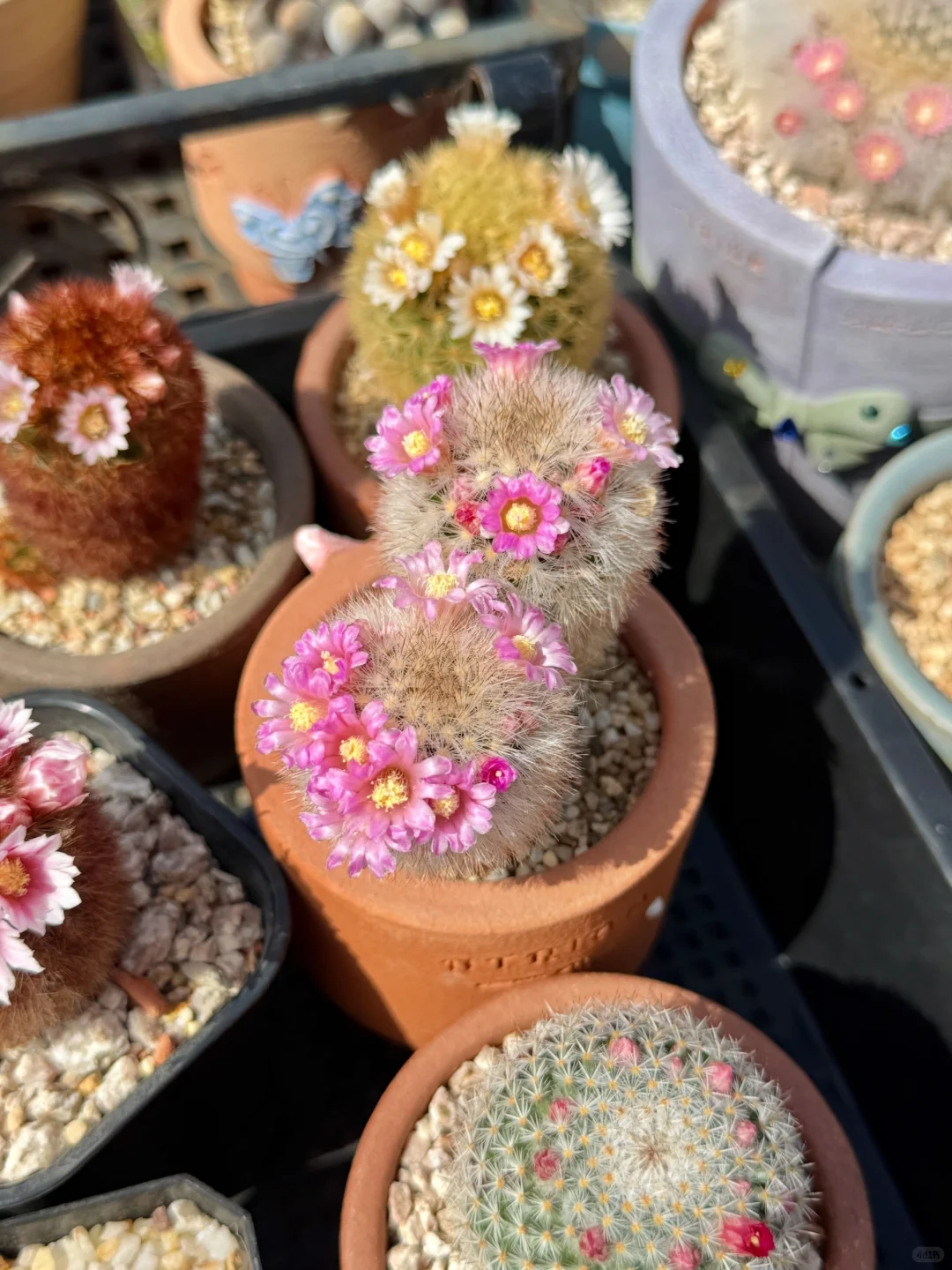 Main Blooming Cactus Balcony Display 06